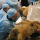 Image for article titled No, we are not going to be cloning this newly discovered wooly mammoth any time soon